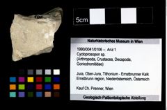 Foto (Objekt + Etikett) von Cyclothyreus sp.  (NHMW-GEO-1990-0041-0106)